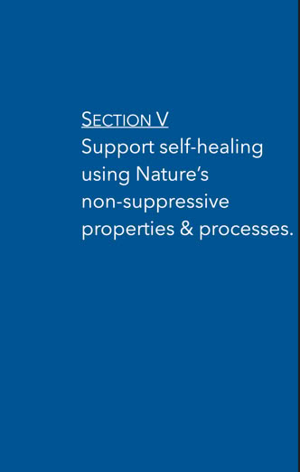 Section V preview